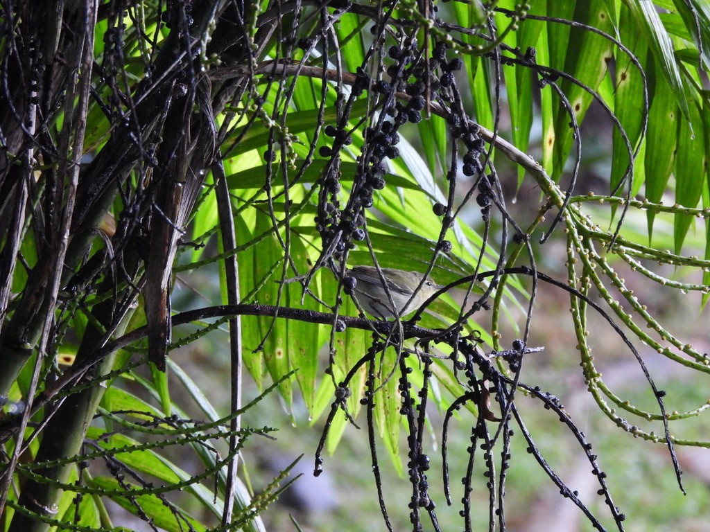 Tennesse Ötleğeni - ML647469236