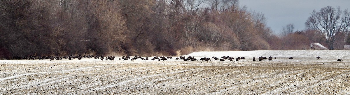 シチメンチョウ - ML647469237