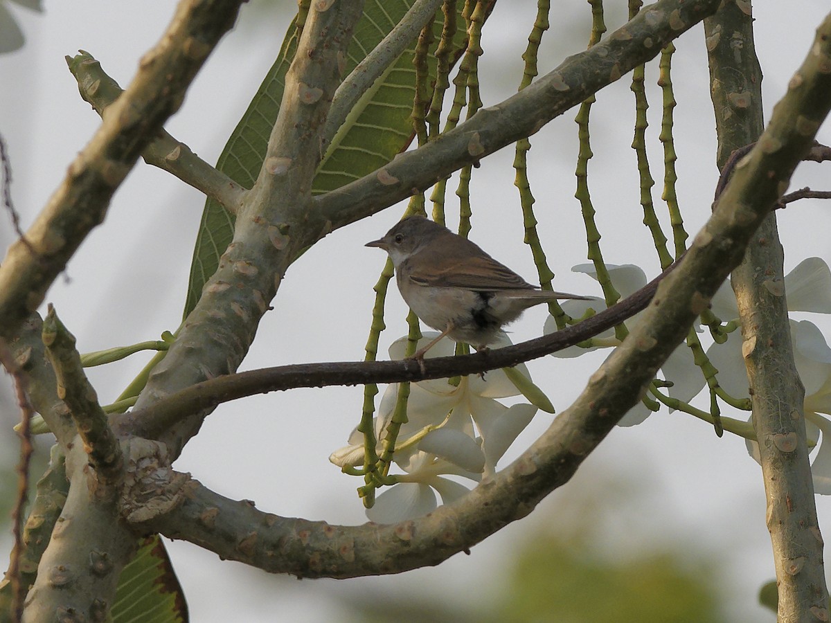 Greater Whitethroat - ML647469244