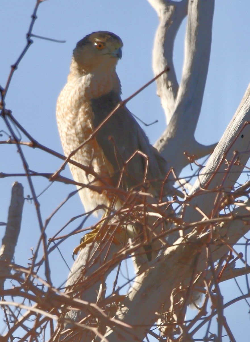 Cooper's Hawk - ML647469253