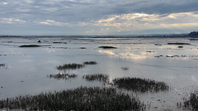 Dunlin - ML647469254