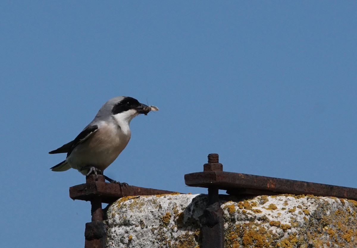 Antzandobi txikia - ML647469262