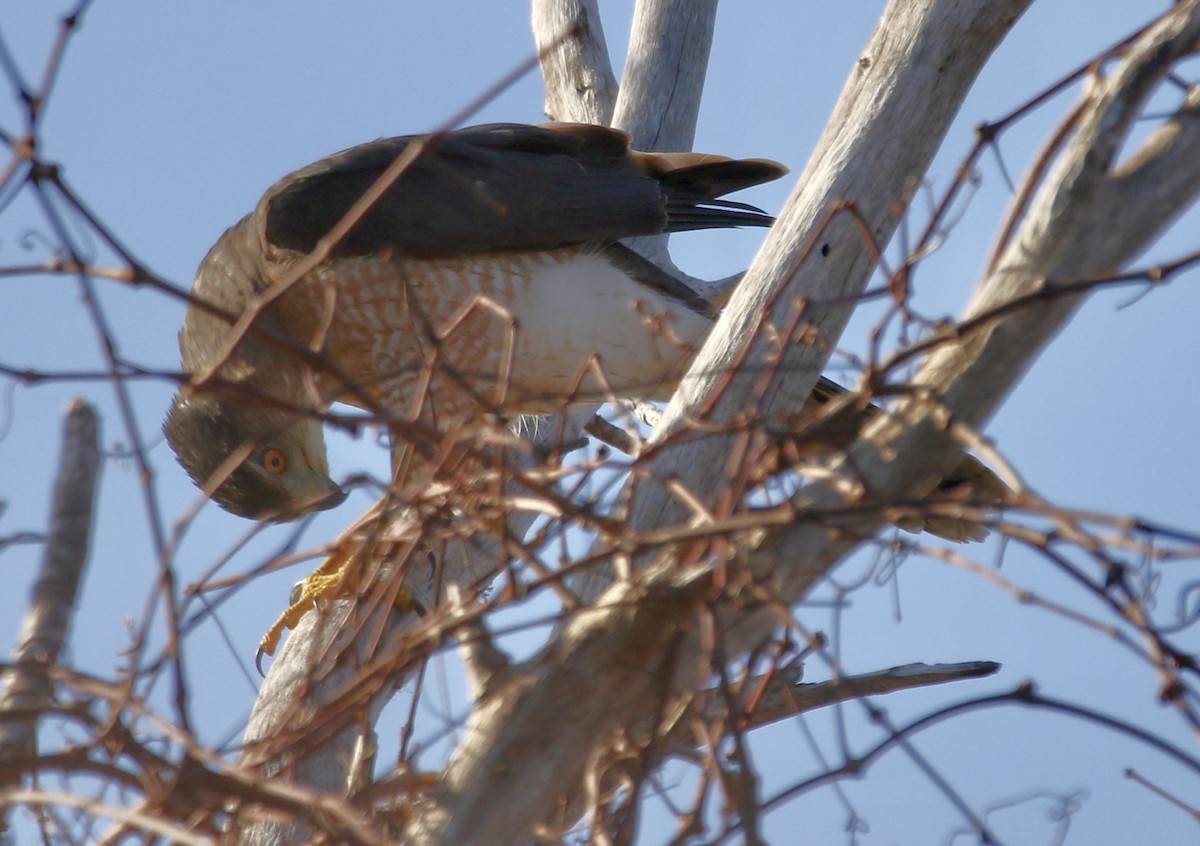 Cooper's Hawk - ML647469264