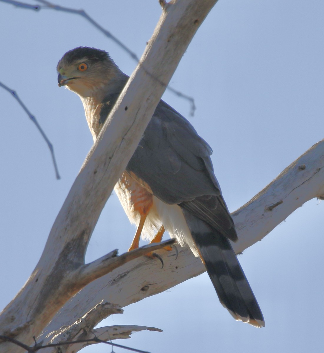 Cooper's Hawk - ML647469268