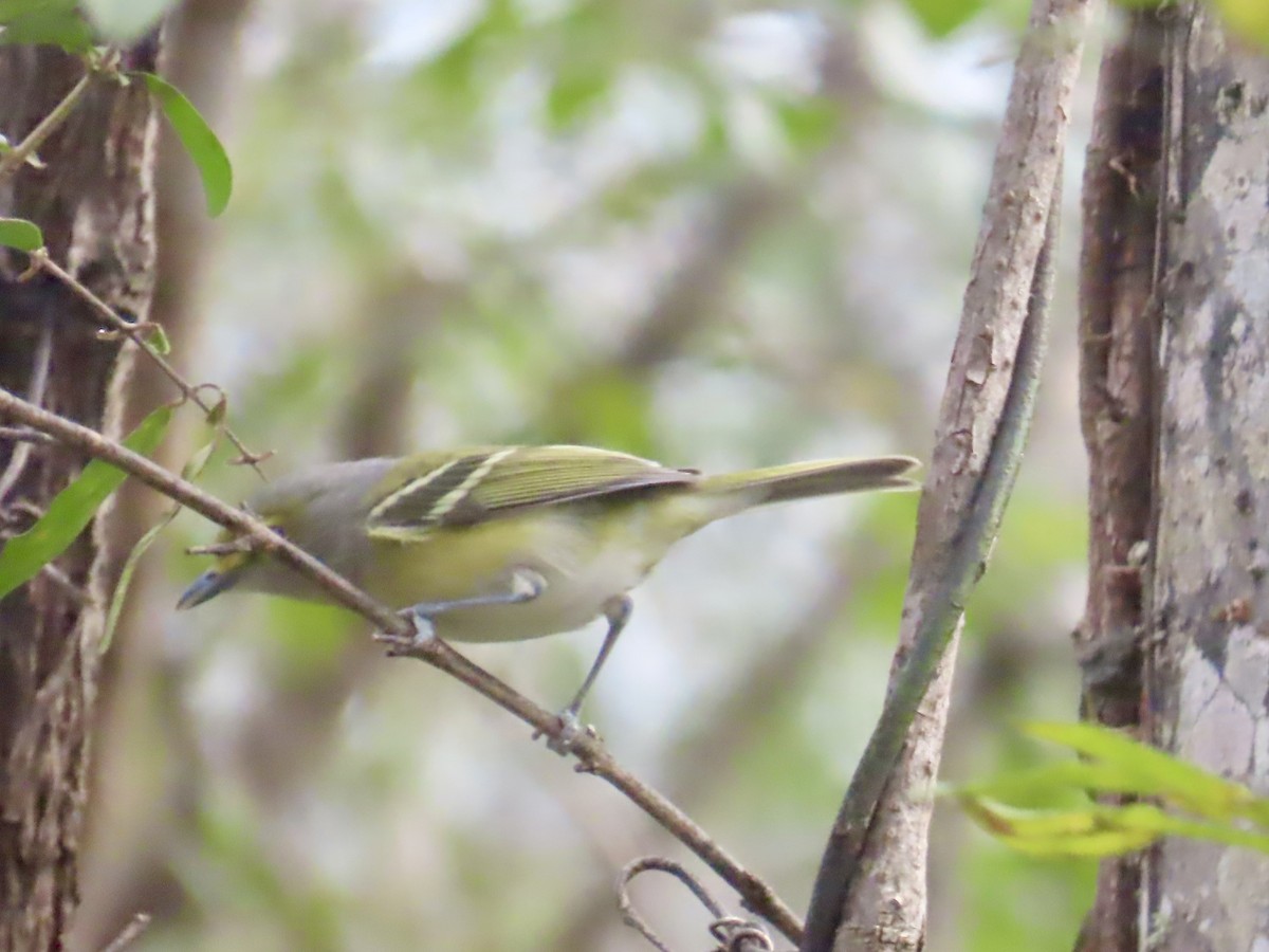 White-eyed Vireo - ML647469284
