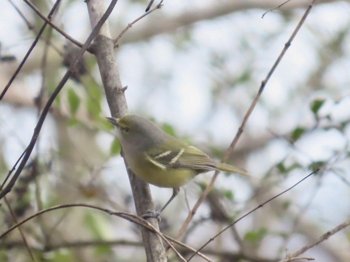 White-eyed Vireo - ML647469285