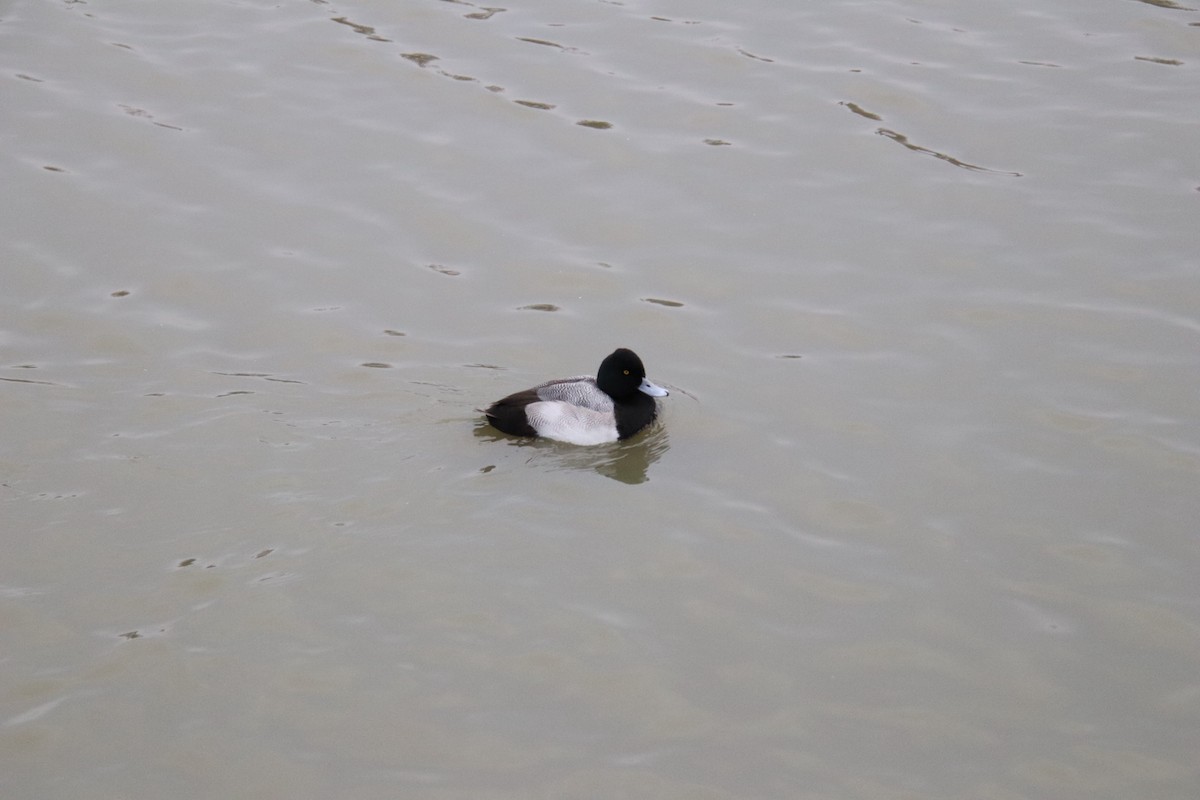 Lesser Scaup - ML647469300