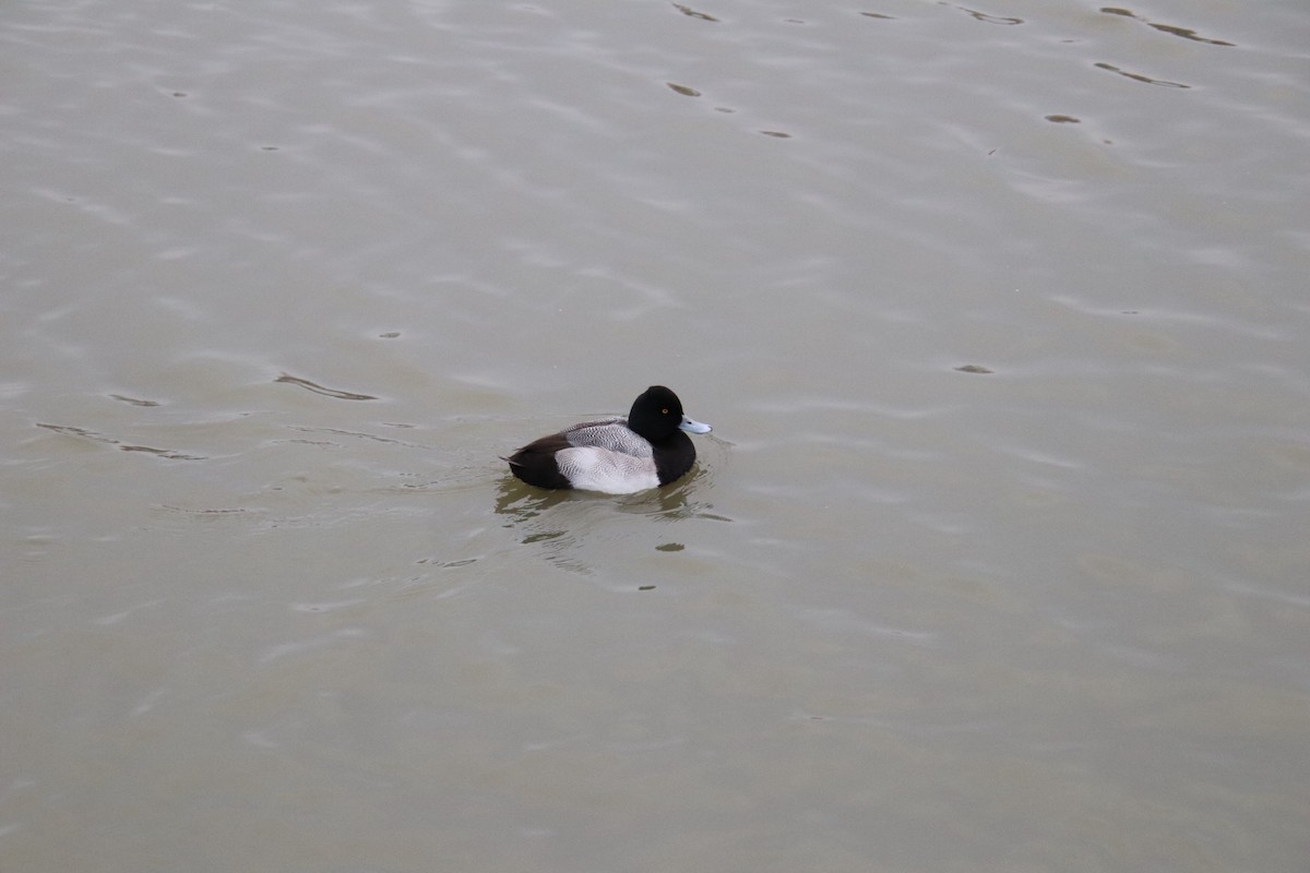 Lesser Scaup - ML647469301
