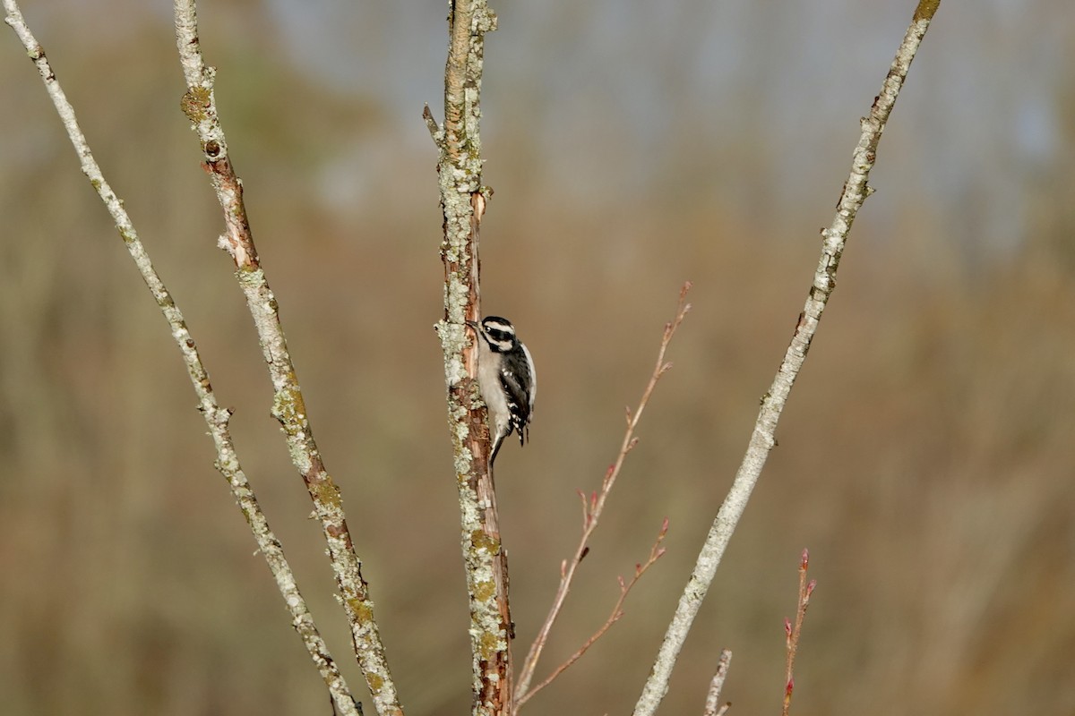 Dunenspecht - ML647469309