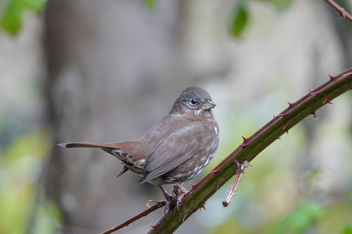 Fox Sparrow - ML647469327