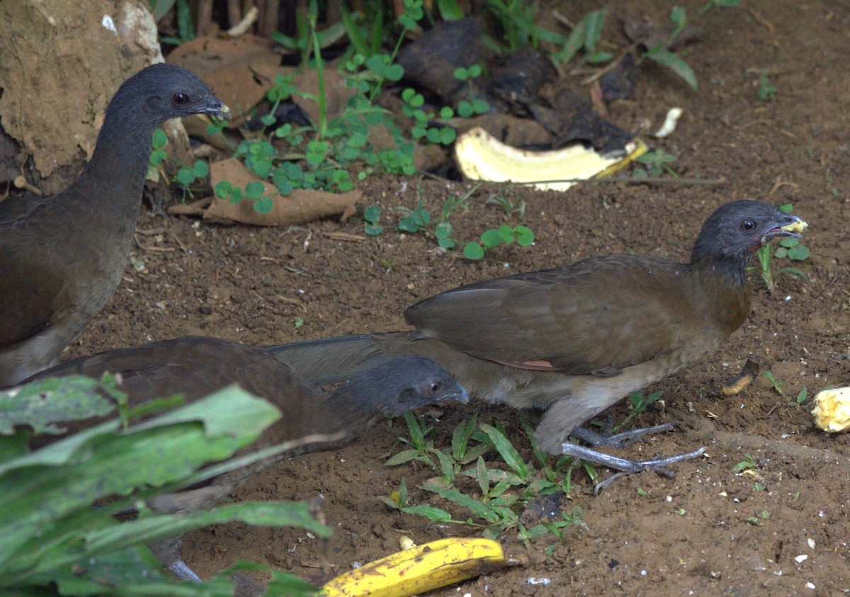 Gray-headed Chachalaca - ML647469342