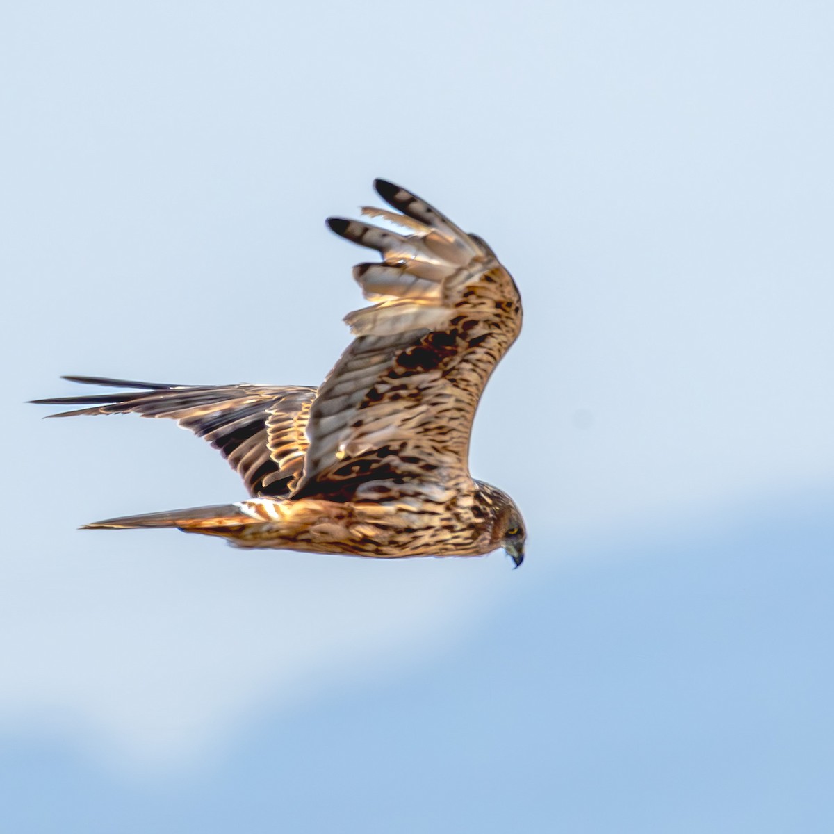 Eastern Marsh Harrier - ML647469353