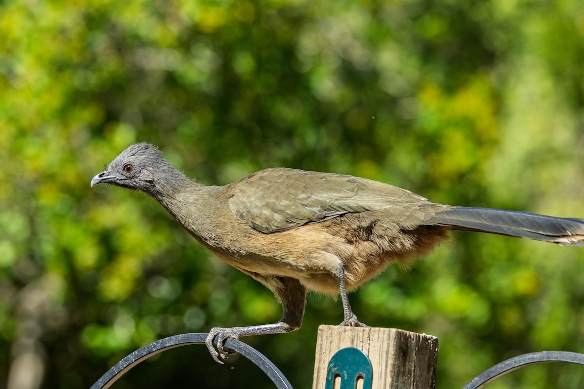 Plain Chachalaca - ML647469360