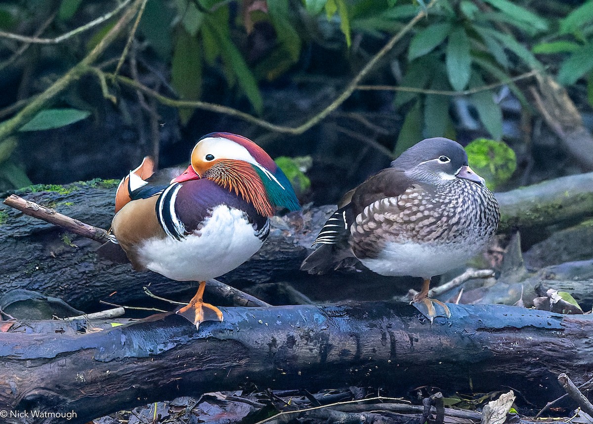 Mandarin Duck - ML647469370
