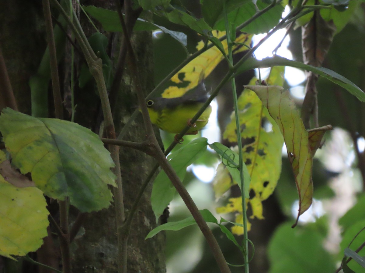 Болотянка строкатовола - ML647469413