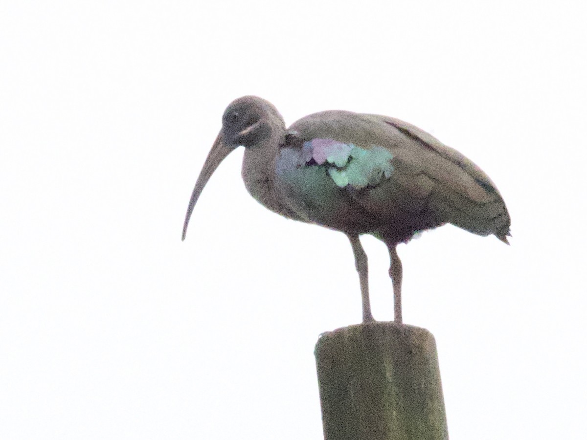 Hadada Ibis - ML647469422