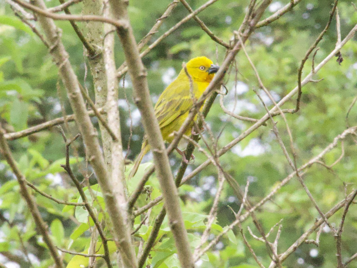 Holub's Golden-Weaver - ML647469441