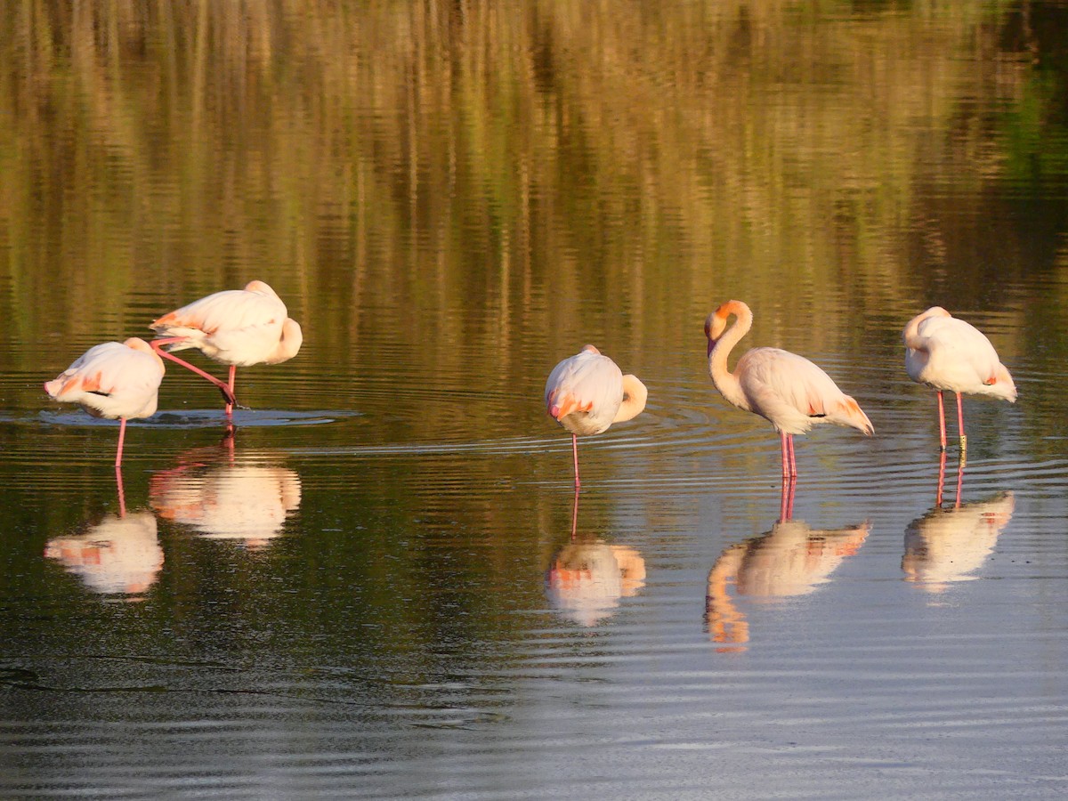 Flamingo - ML647469447