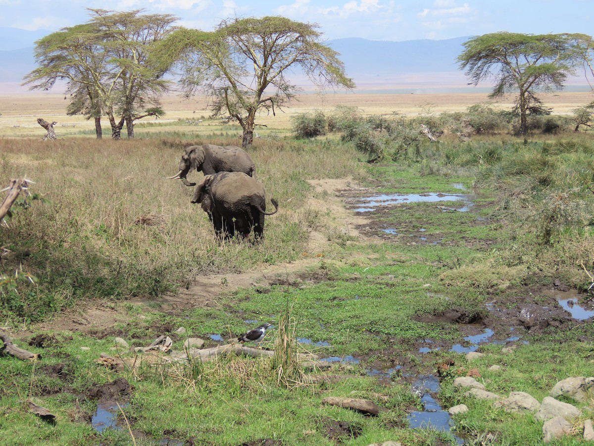 Augur Buzzard (Augur) - ML647469456