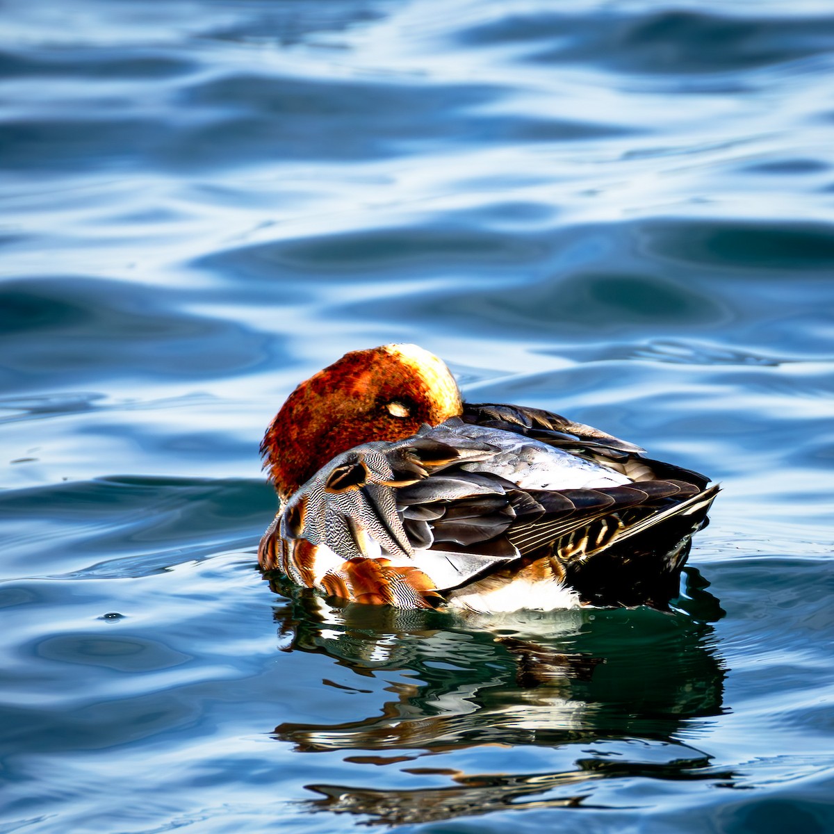 Eurasian Wigeon - ML647469484