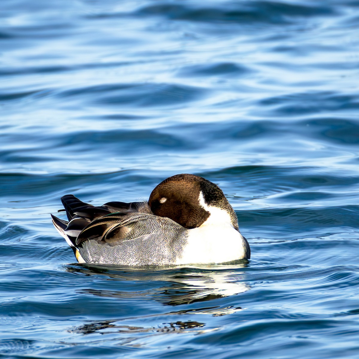Northern Pintail - ML647469490