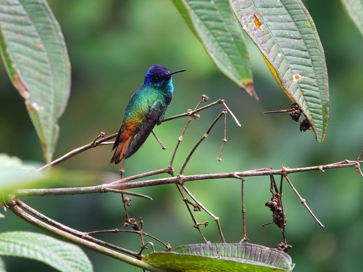 Golden-tailed Sapphire - ML647469492