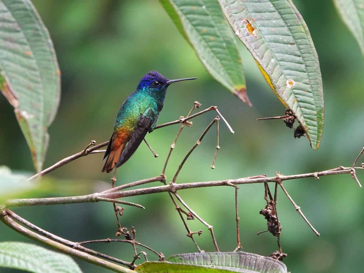 Golden-tailed Sapphire - ML647469493