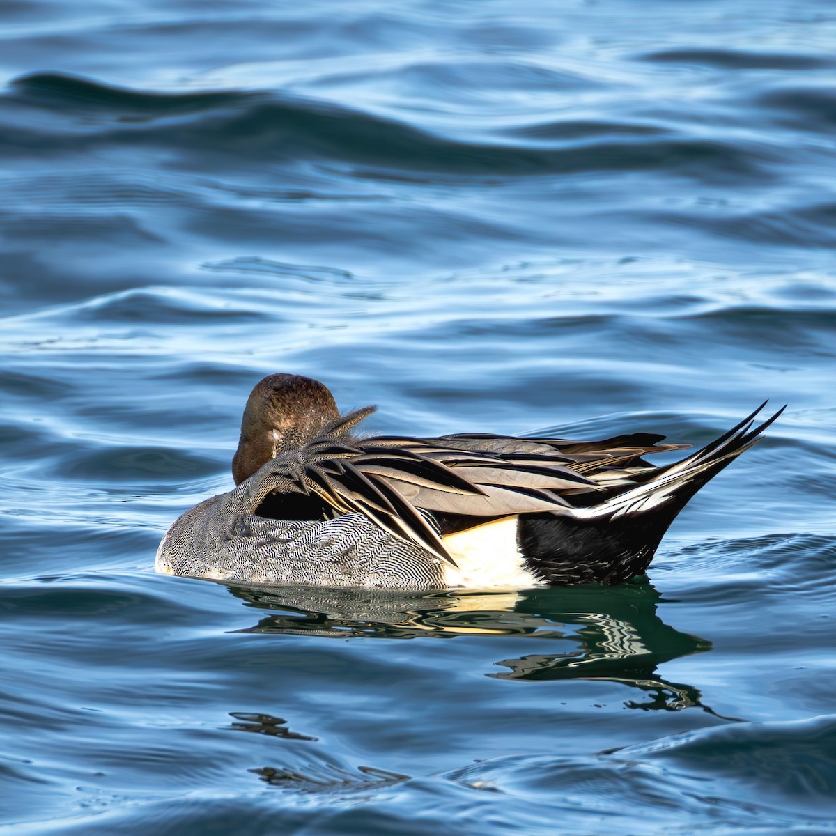 Northern Pintail - ML647469495