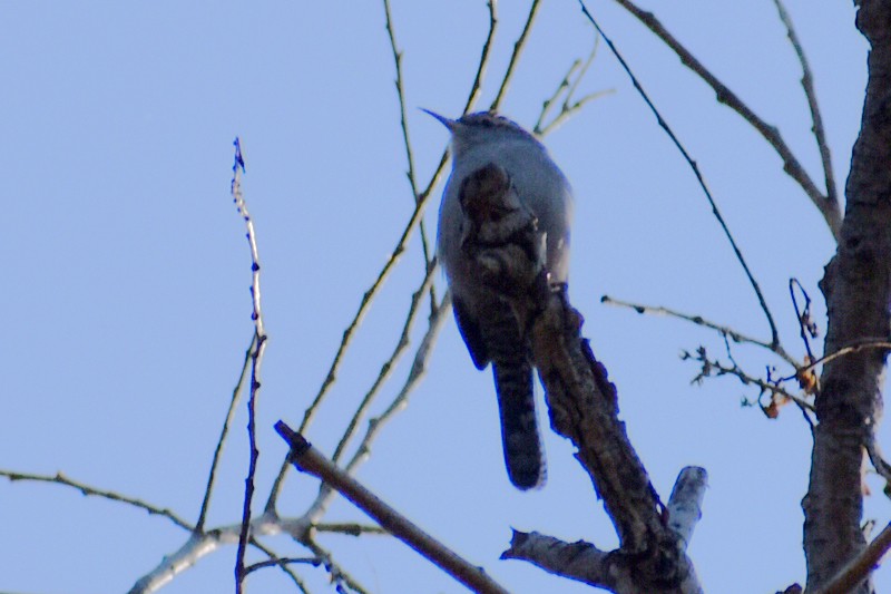 Bewick Çıtkuşu - ML647469508