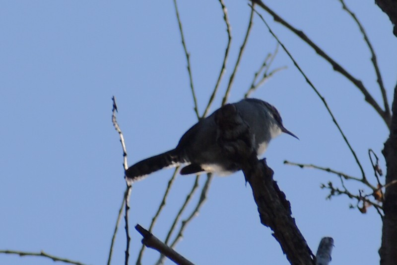 Bewick Çıtkuşu - ML647469509