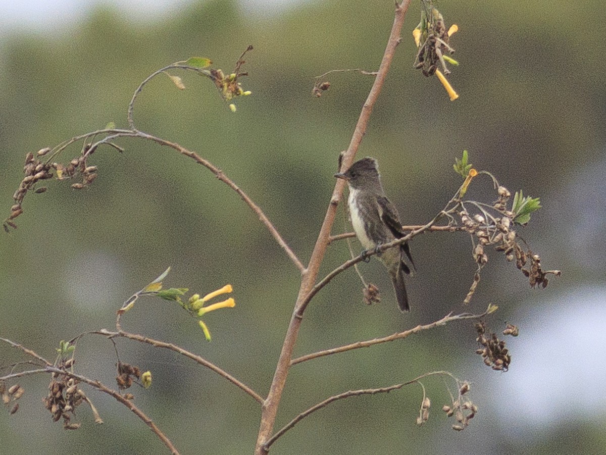 tyranovec severský - ML647469519