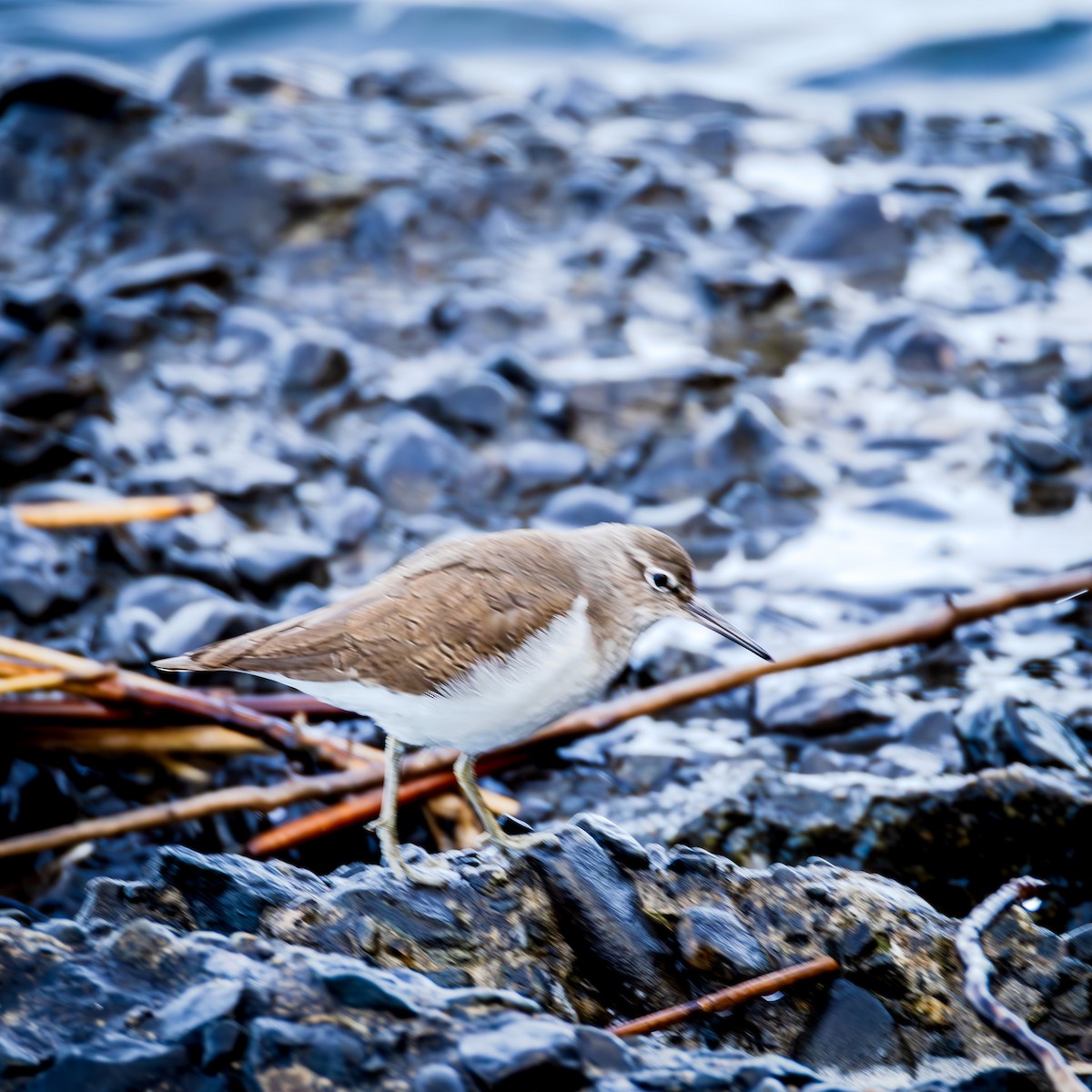 Common Sandpiper - ML647469520