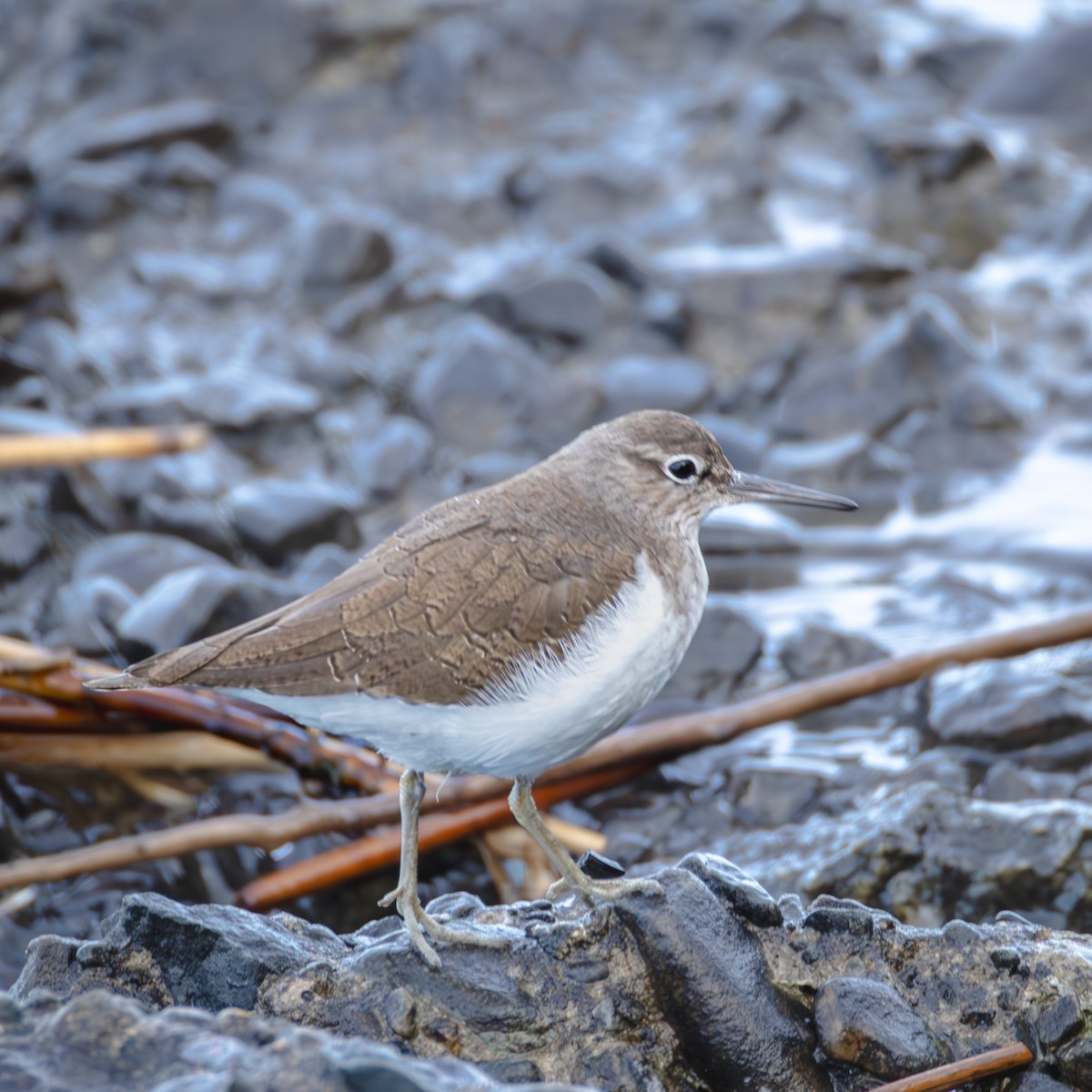 Common Sandpiper - ML647469521