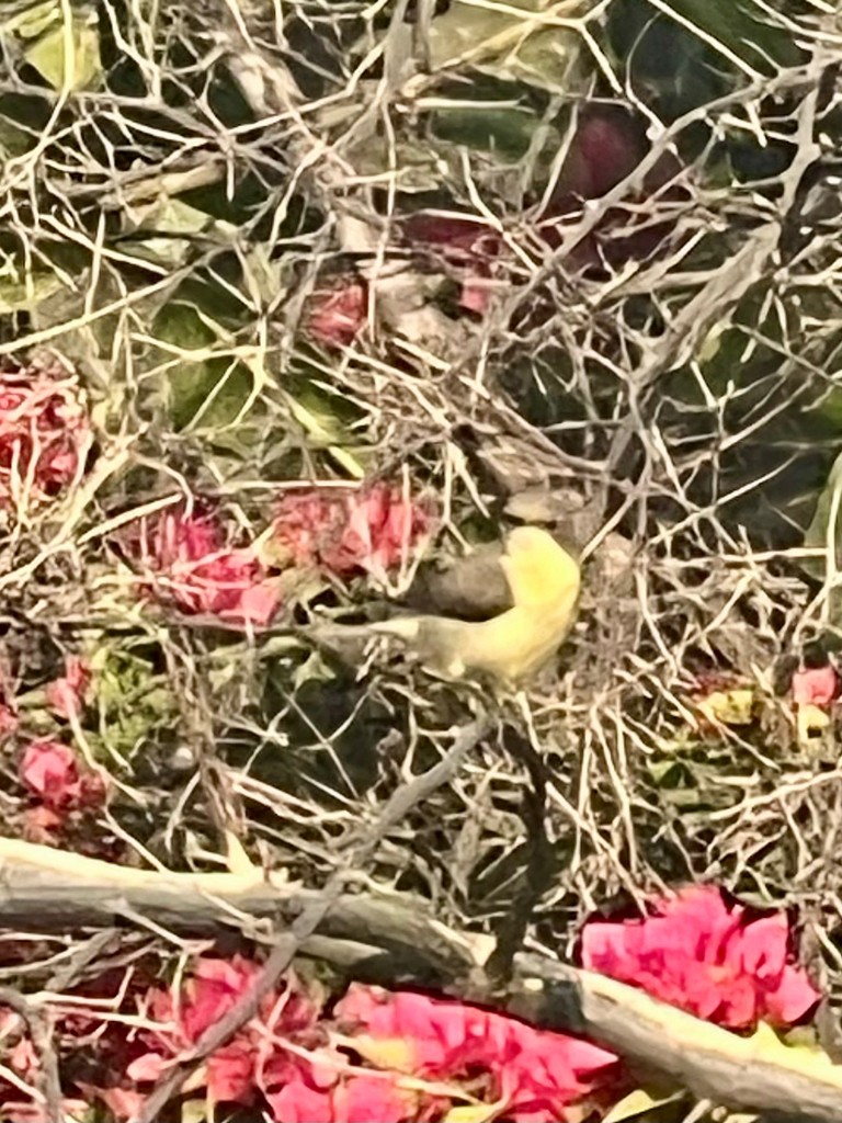 Mor Nektarkuşu - ML647469522