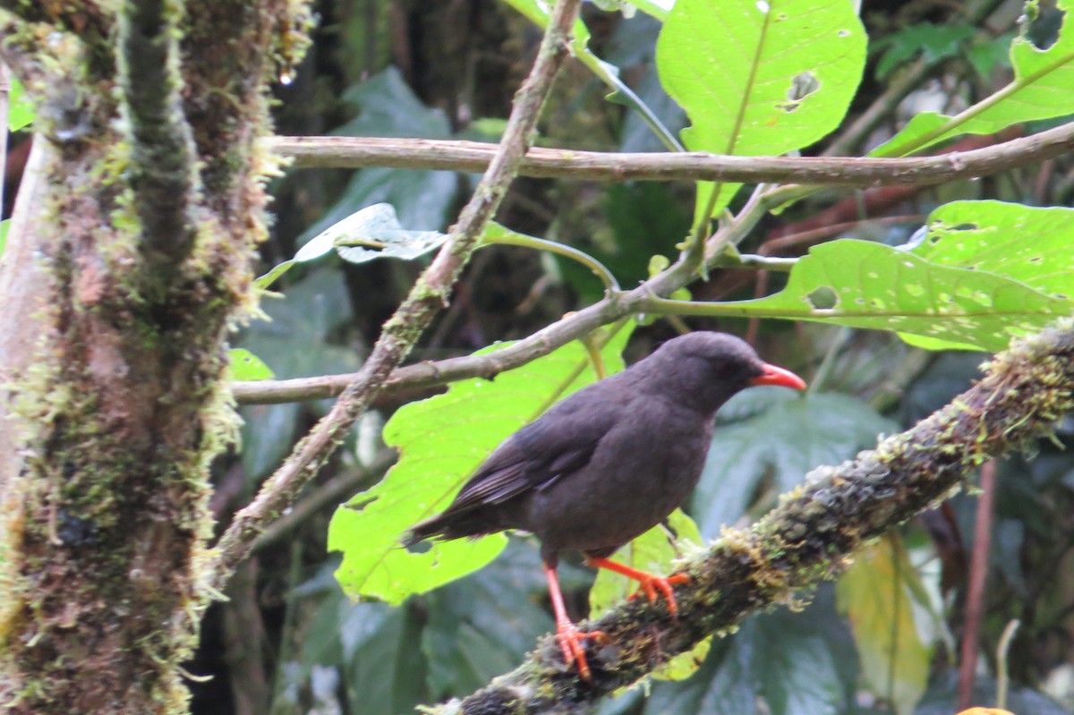 tanımsız Passeriformes sp. - ML647469524