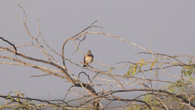 slavík modráček - ML647469526