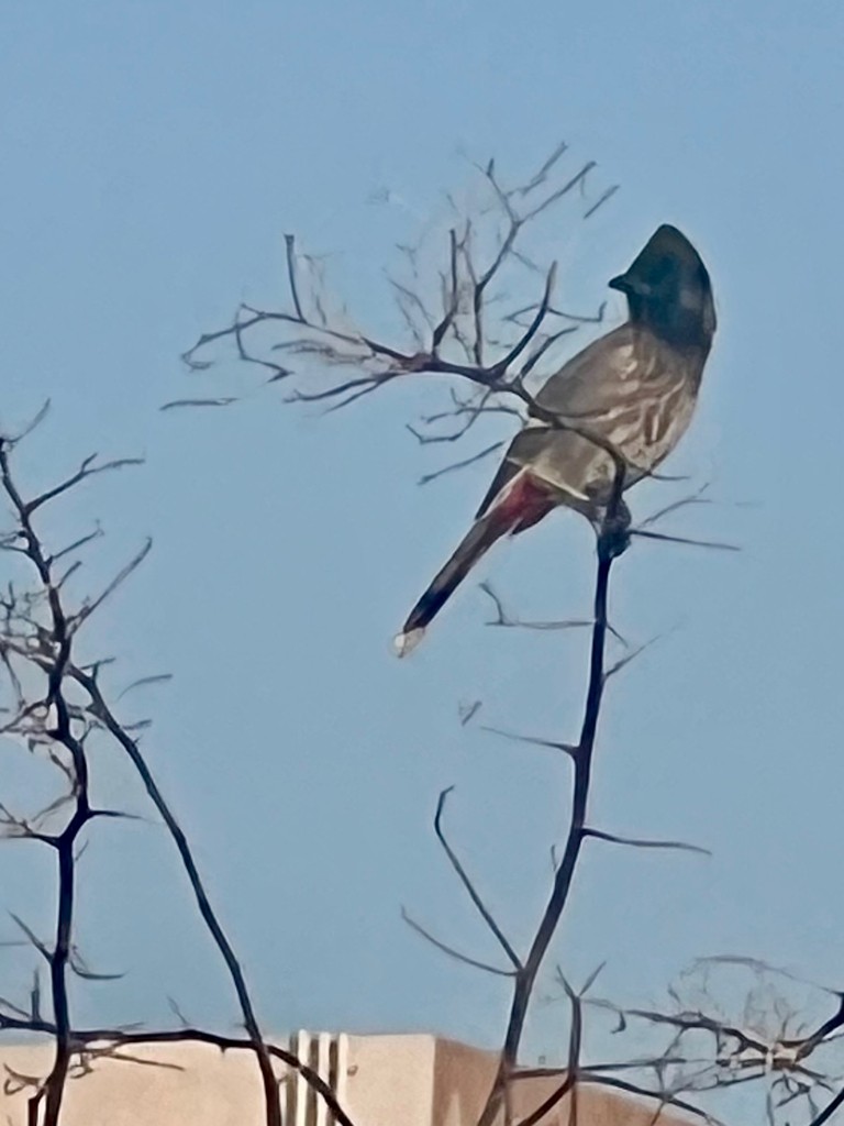 Karaca Arapbülbülü - ML647469530