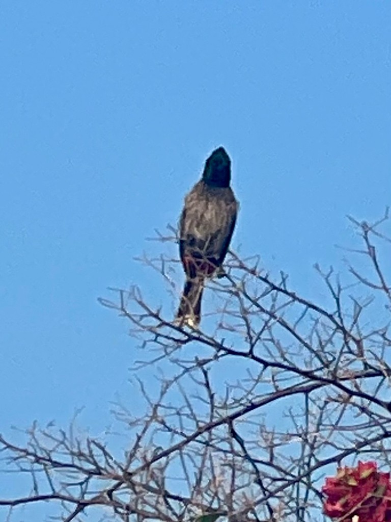 Karaca Arapbülbülü - ML647469531