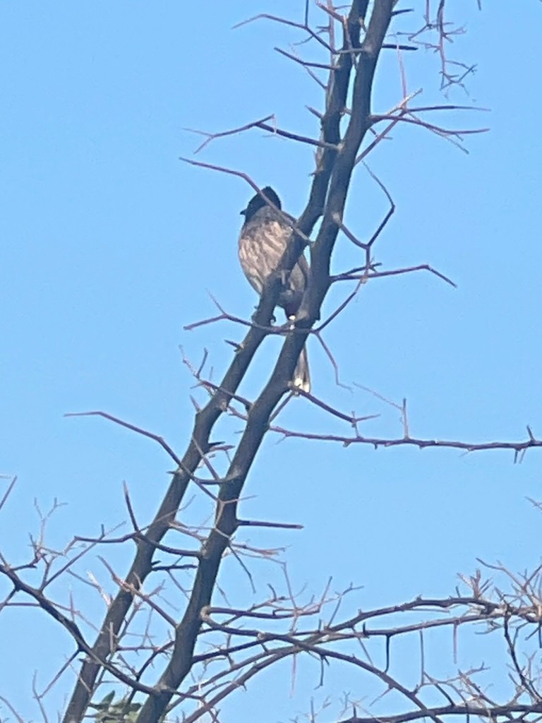 Karaca Arapbülbülü - ML647469532