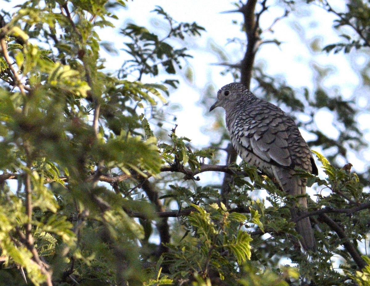 Pullu Serçe Kumrusu - ML647469534