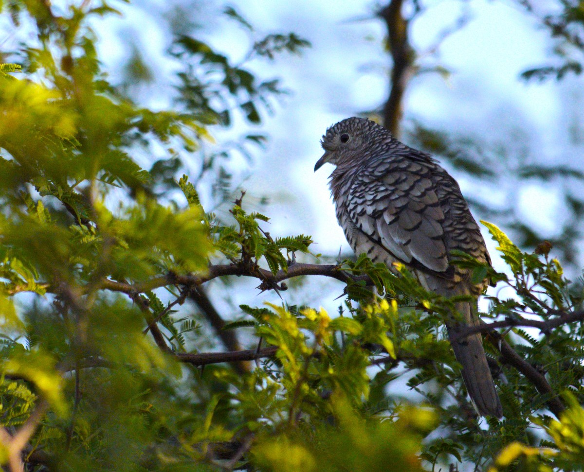 Pullu Serçe Kumrusu - ML647469535