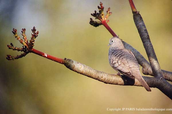 Uysal Kumru - ML647469537