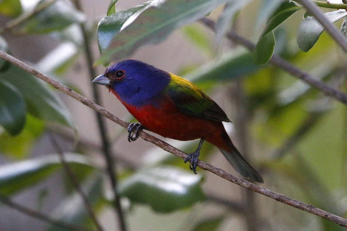 Boyalı Çinte - ML647469538