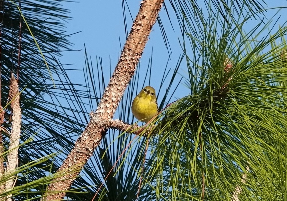 Çam Ötleğeni - ML647469539