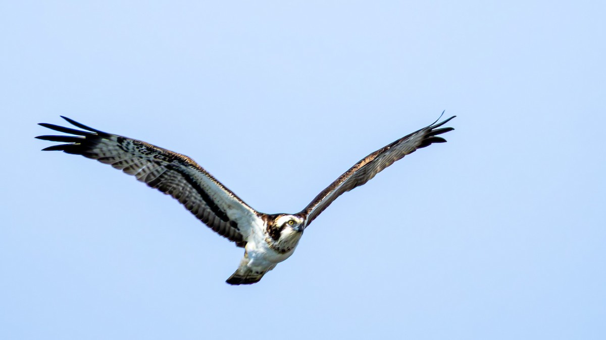 Balık Kartalı (haliaetus) - ML647469541