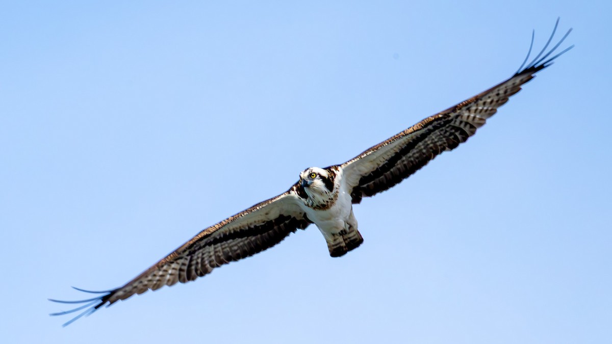 Balık Kartalı (haliaetus) - ML647469542