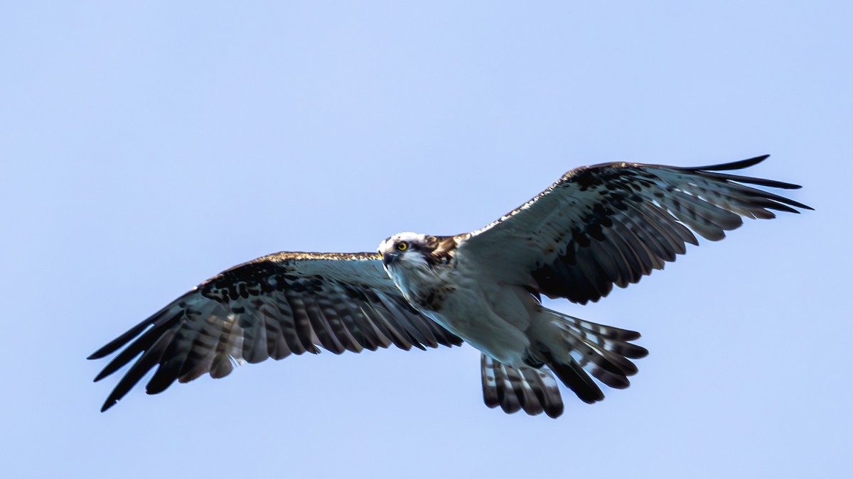 Balık Kartalı (haliaetus) - ML647469543