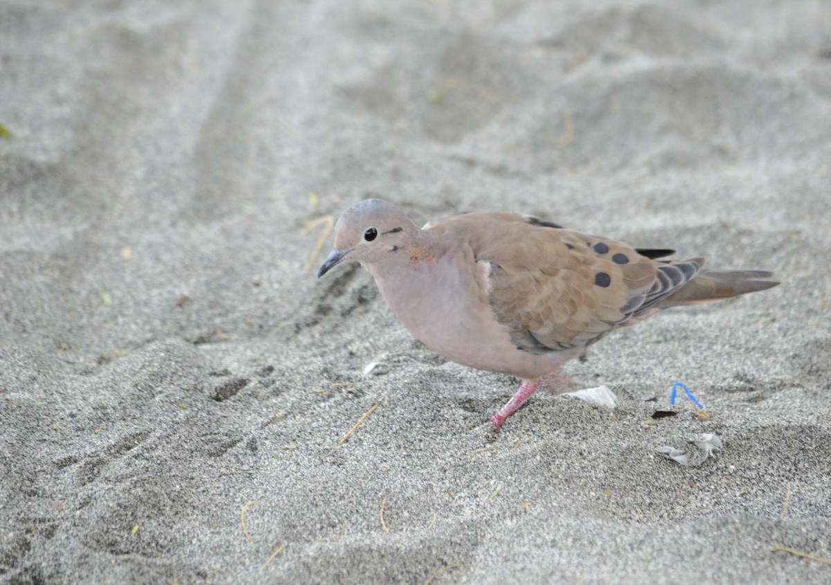 Küpeli Kumru - ML647469546