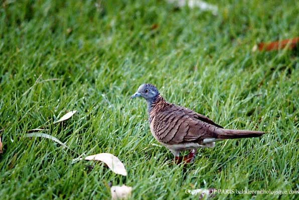 Yazılı Omuzlu Kumru - ML647469550