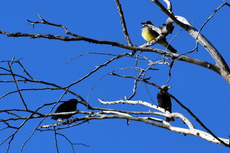 Sığırcık - ML647469551